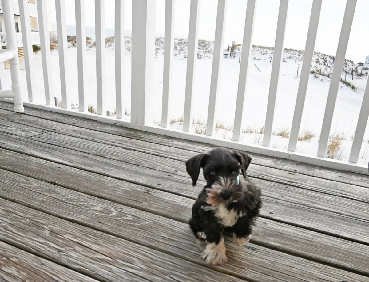 A small black and white puppy rests contentedly on a wooden porch, framed by a white railing. In the background, sandy beach dunes and ocean scenery are visible, suggesting a seamless transition from pet-friendly accommodations to the coastal outdoors.